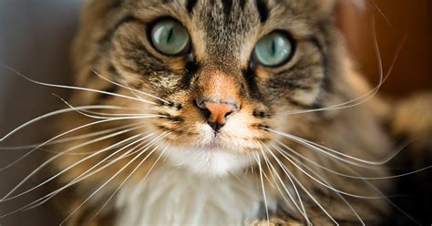 The Healing Powers of Cat Whiskers: Myth or Reality?